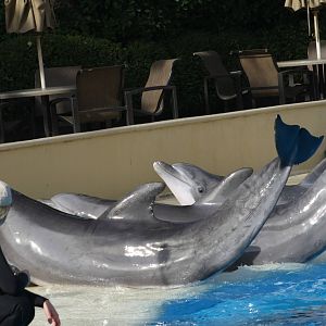 Beetle, Maverick and Osbourne