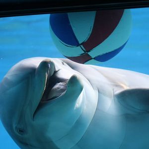 Playing with a ball.