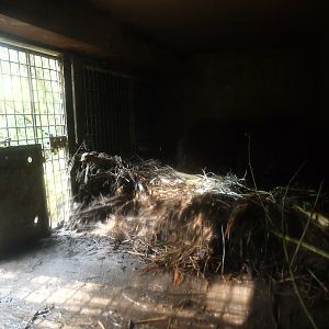 Beaver den (May 2nd, 2015)