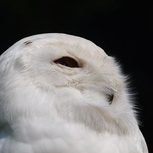 Snowy owl (May 2nd, 2015)