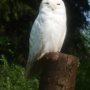 Snowy owl (May 2nd, 2015)