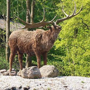 Megaloceros/Irish elk replica (May 2nd, 2015)