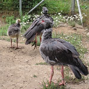 Crested Screamer Family