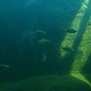 Aquarium (May 2nd, 2015)