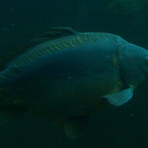 Carp (May 2nd, 2015)