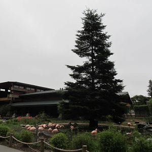 Chilean Flamingo/Orinoco Goose Exhibit - with a conifer!