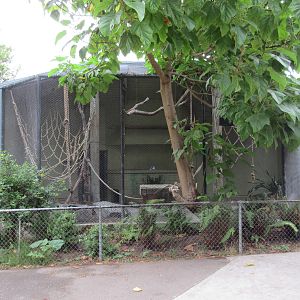 White-Handed Gibbon Exhibit