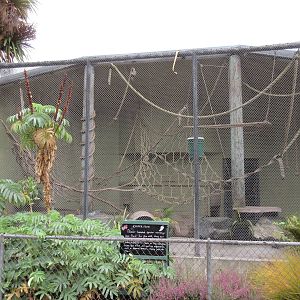 Black-Headed Spider Monkey Exhibit (exhibit sign has siamangs on it!)