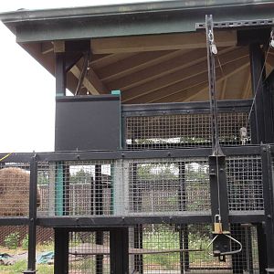 Primate Transfer Chute - with a White-Handed Gibbon inside