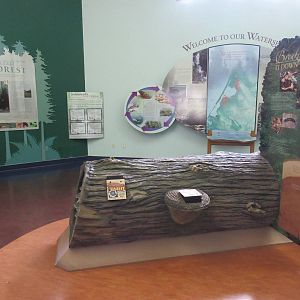 Secrets of the Forest