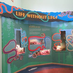 Secrets of the Forest - Assorted Terrariums