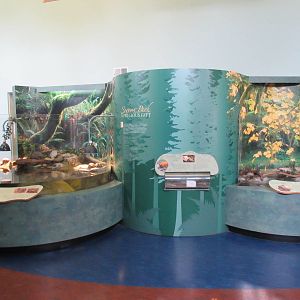 Secrets of the Forest - Assorted Terrariums