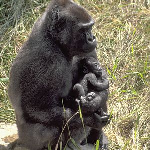 'N'Pongo' & 'Kumi' 1981