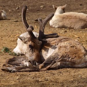 Finnish forest reindeer (May 2nd, 2015)