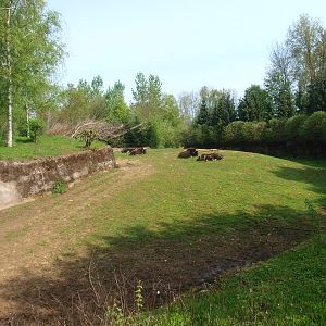 Musk ox enclosure (May 2nd, 2015)