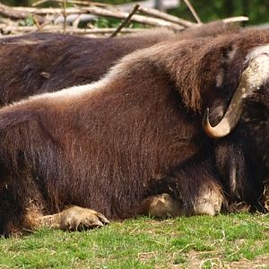 Musk ox (May 2nd, 2015)