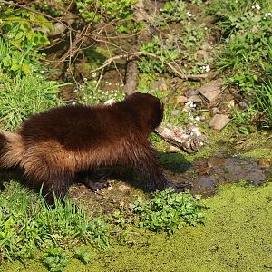 Wolverine burying bone (May 2nd, 2015)