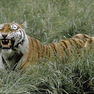 Siberian tigress 'Zeya' flehmen 1976