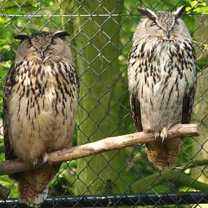 Eurasian eagle-owls (May 2nd, 2015)