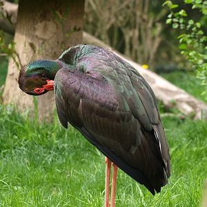 Black stork (May 2nd, 2015)