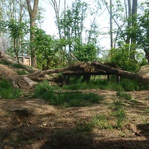 Wolf exhibit (May 2nd, 2015)