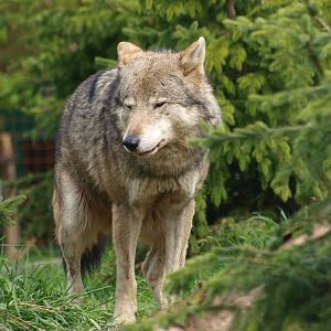 Eurasian gray wolf (May 2nd, 2015)