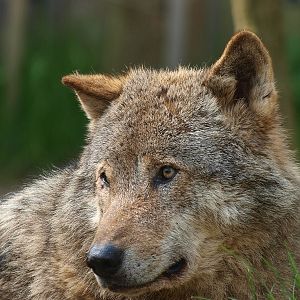 Eurasian gray wolf (May 2nd, 2015)