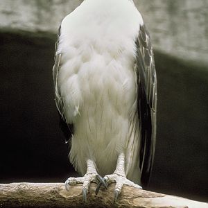 Monkey eating eagle 1973