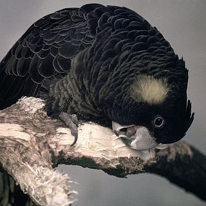 Short-billed black cockatoo ca.1980