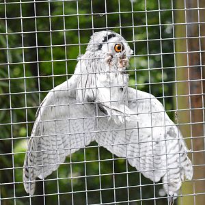 Northern white-faced owl