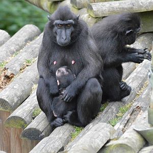 Sulawesi crested macaques