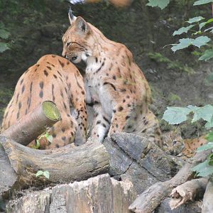 Carpathian lynx