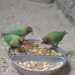 Black-cheeked lovebird