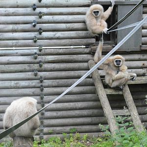 Lar gibbon family