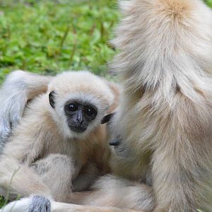 Lar gibbons