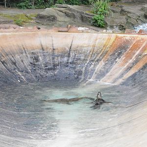 Female Patagonian sea lions
