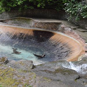 Female Patagonian sea lions