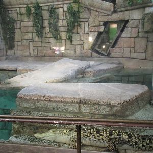 Golden Crocodile Exhibit (Crocodylus porosus x siamensis)