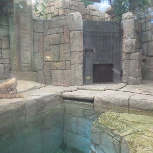 Komodo Dragon Exhibit (through murky glass)