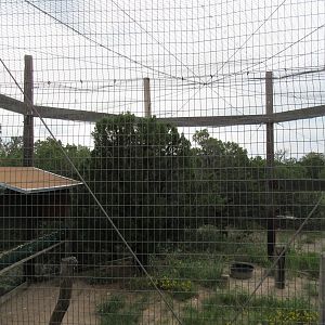 Golden Eagle Exhibit