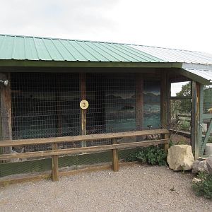 Great Horned Owl Exhibit