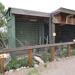 Peregrine Falcon Exhibit