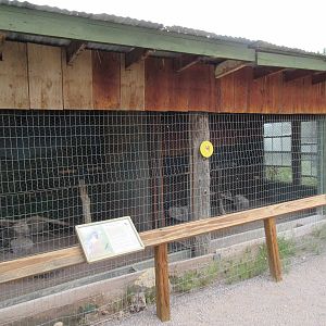 Peregrine Falcon Exhibit