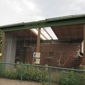 Common Raven/Chihuahuan Raven