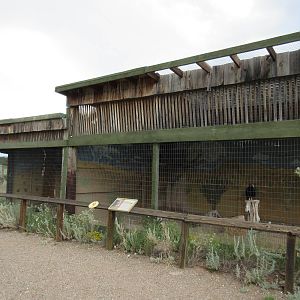 Turkey Vulture Exhibit