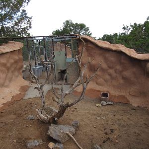 Javelina Exhibit