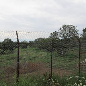 Mexican Grey Wolf Exhibit #1
