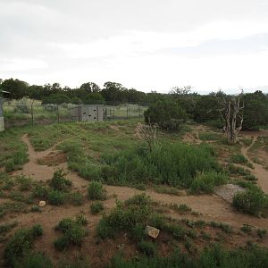 Mexican Grey Wolf Exhibit #2
