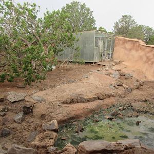 Javelina Exhibit