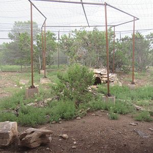 Cougar Exhibit (currently empty)